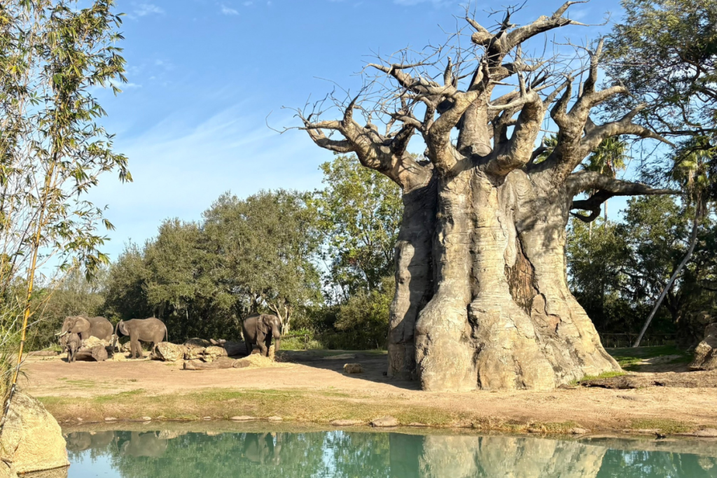 Animal Kingdom